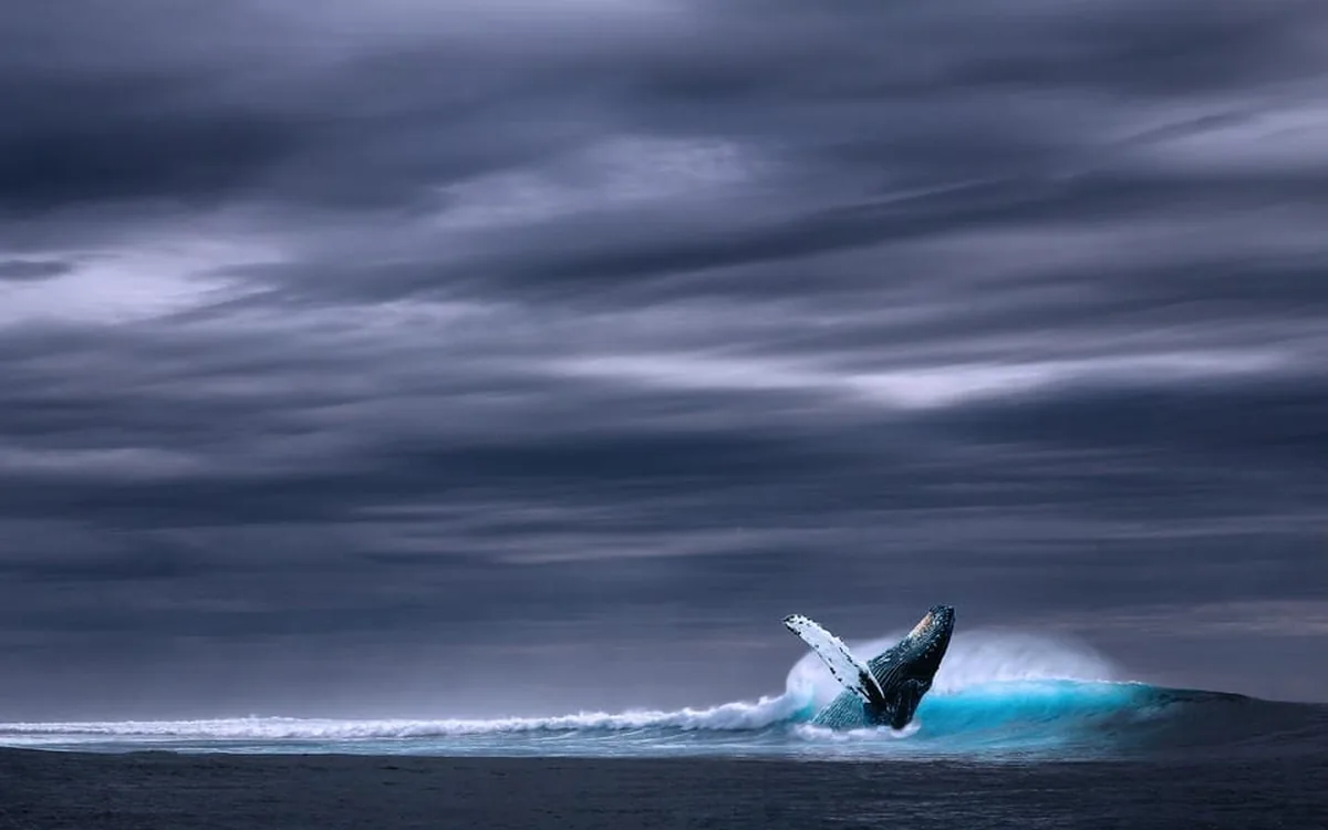 A whale surfacing in dark water under a heavy winter sky