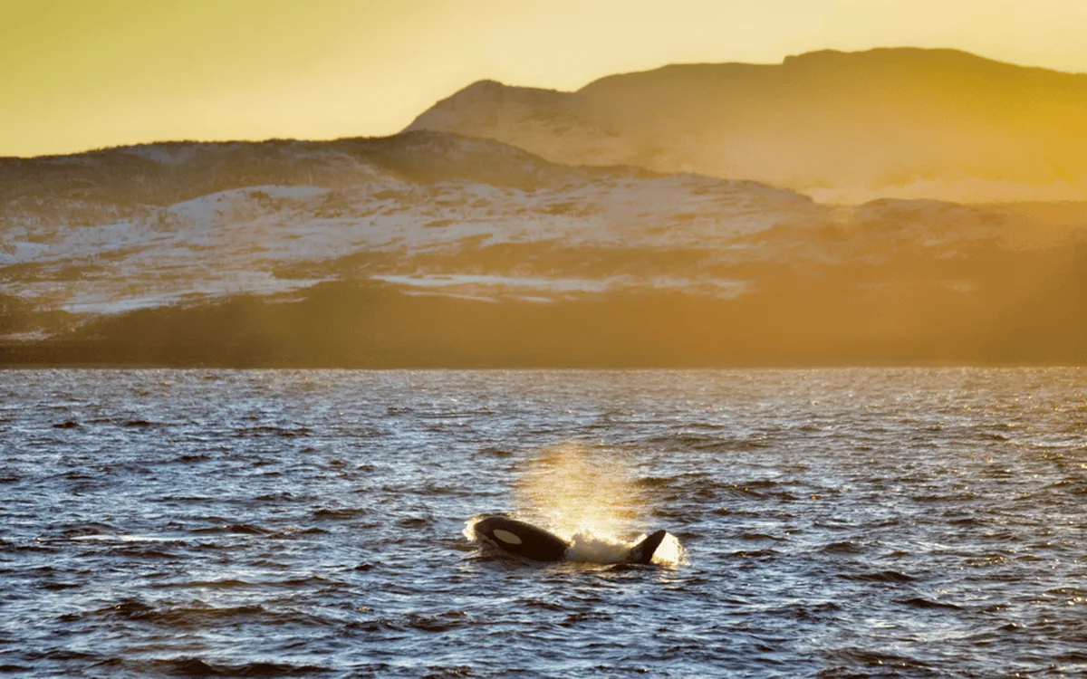 Golden winter light across the fjord from the deck of a boat