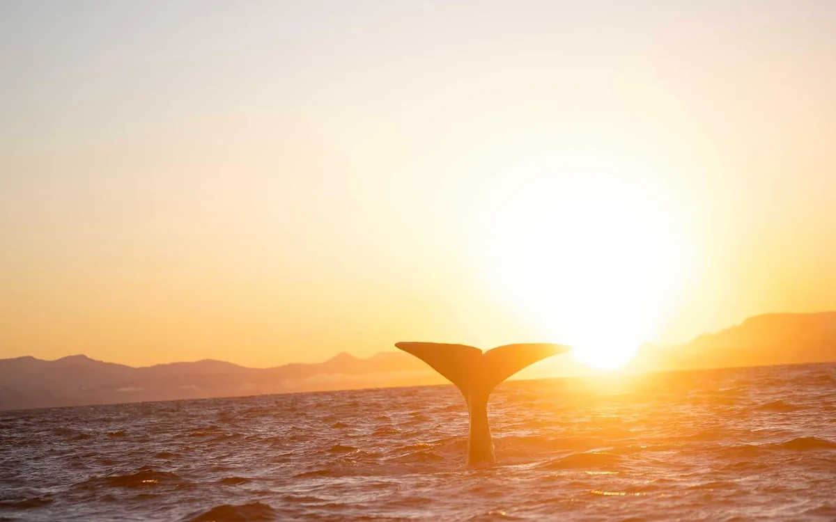 A humpback tail above the water against the low Arctic sun