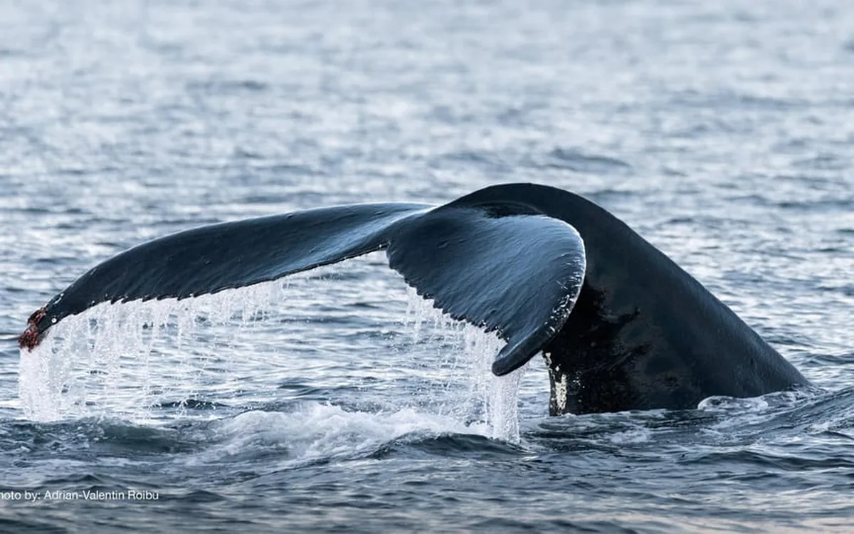 A humpback tail above the water