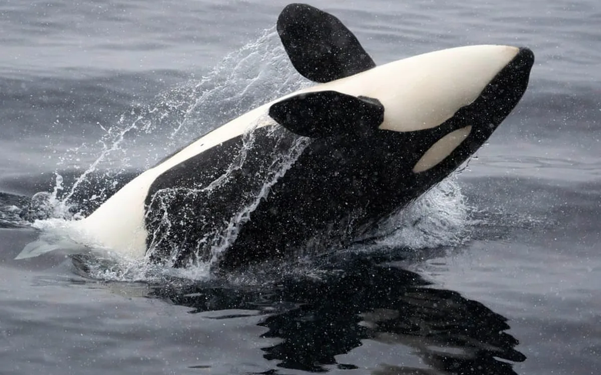 Orcas and humpback whales surfacing on a whale watching trip from Tromso