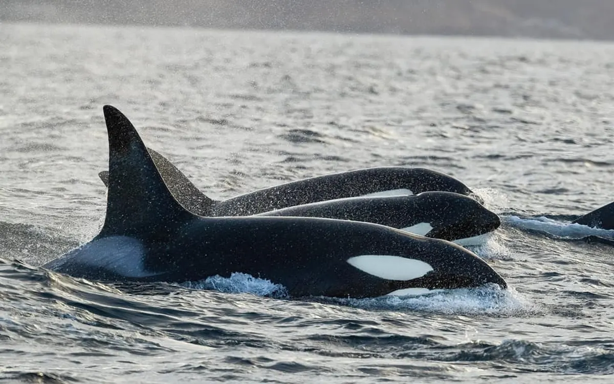 A group of orcas moving along the side of the boat
