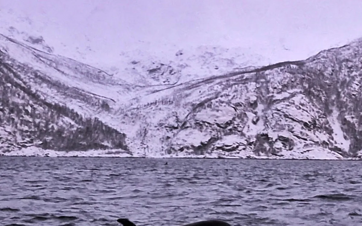 An orca surfacing against pink twilight over the mountains
