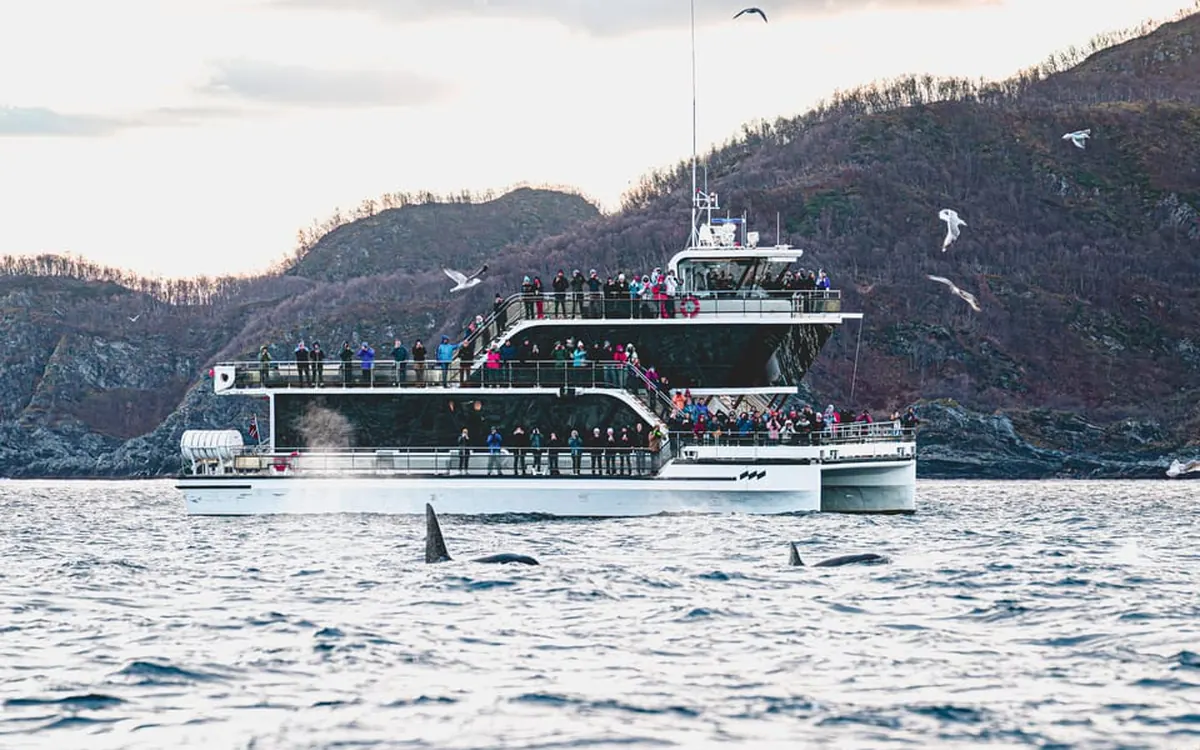 An orca surfacing in front of a passenger vessel in the fjord