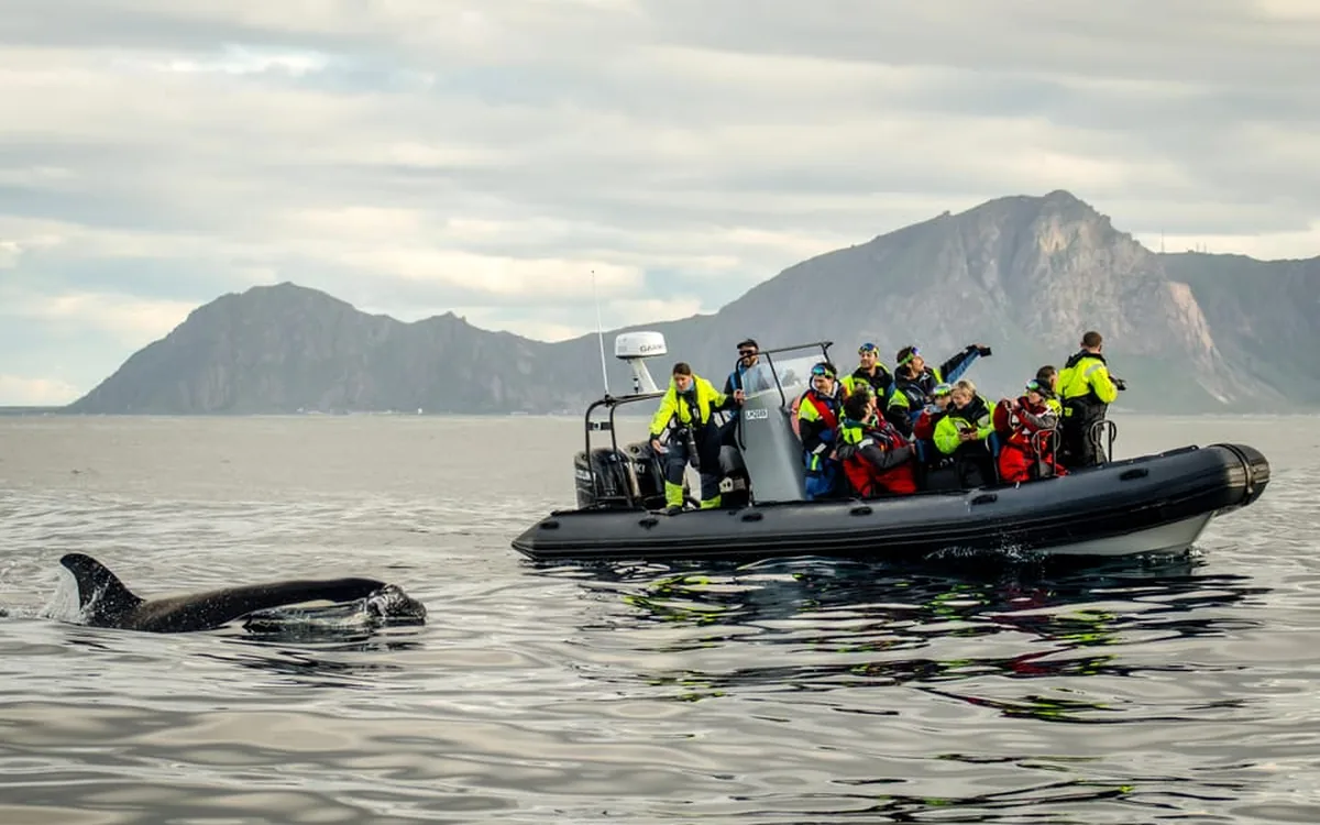 A RIB under way beside orcas in an Arctic fjord