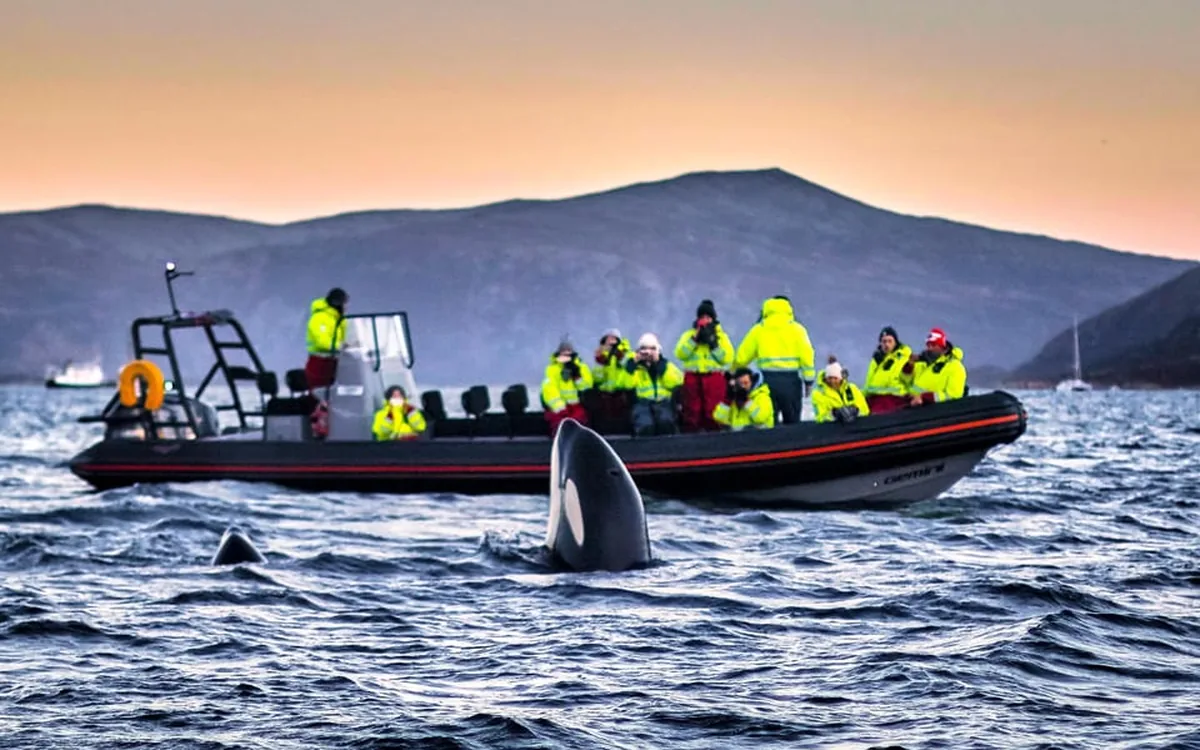 Guests in yellow thermal suits aboard a RIB with orcas surfacing alongside