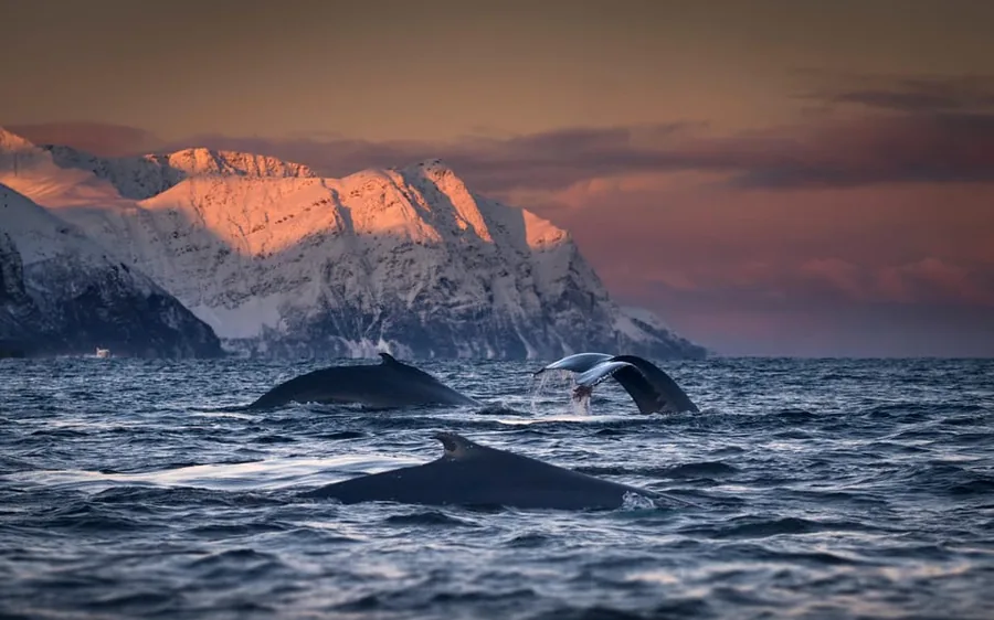 Humpbacks feeding below a golden mountainside
