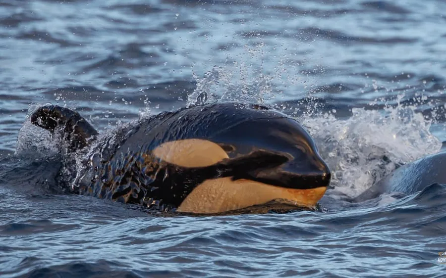 Orcas surfacing close to the boat