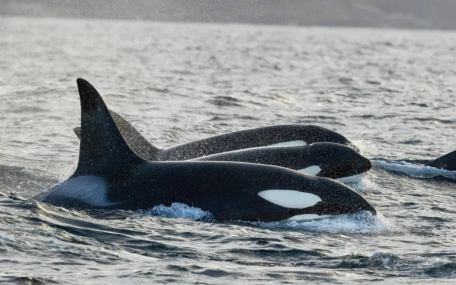 A group of orcas moving along the side of the boat