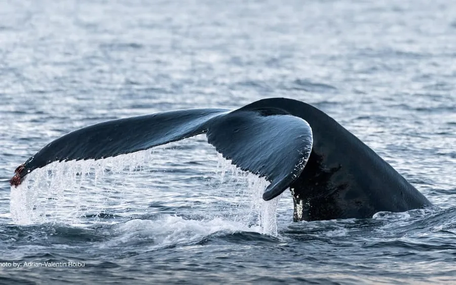 A humpback tail above the water