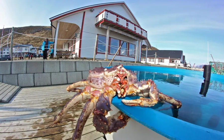 A king crab held up on the quay at the North Cape