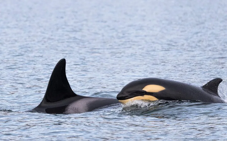 Three orcas surfacing side by side