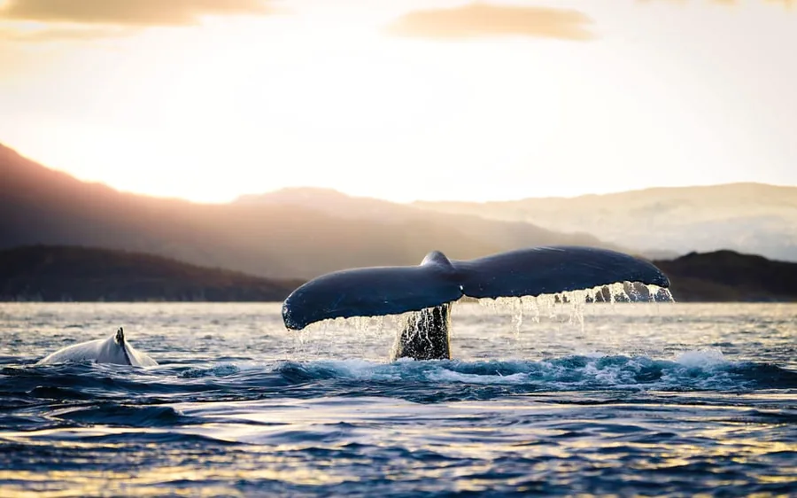 A humpback tail against the low sun