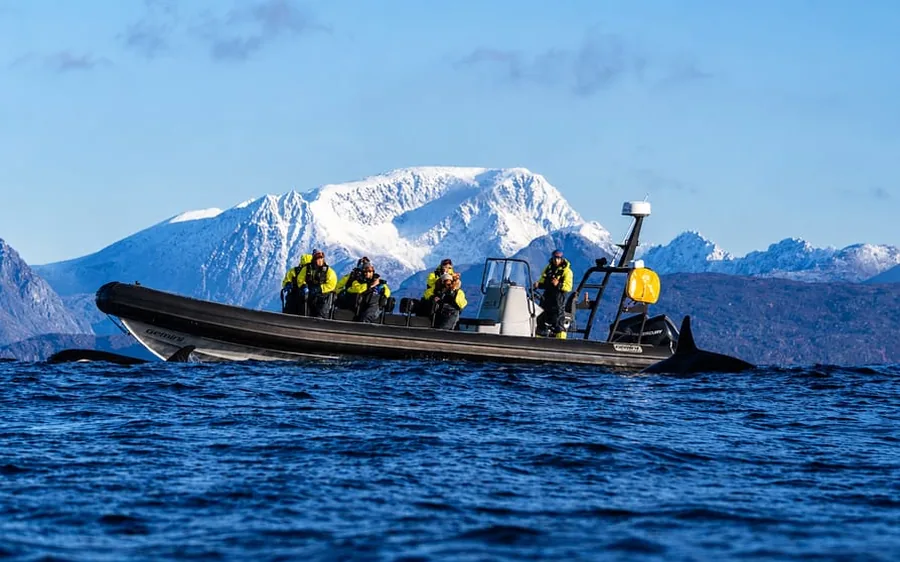 A RIB with guests and orcas surfacing close by