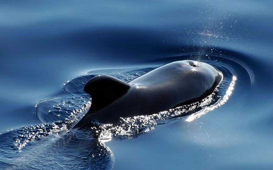 An orca surfacing in dark winter water